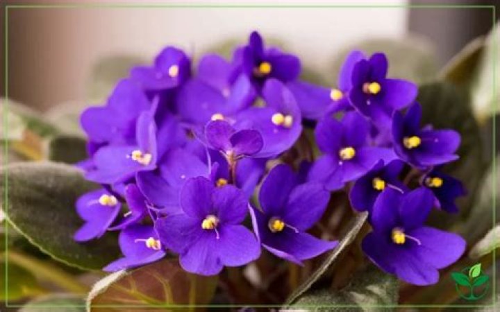 Violet's Modelling Opportunity: What It Means and How to Navigate It